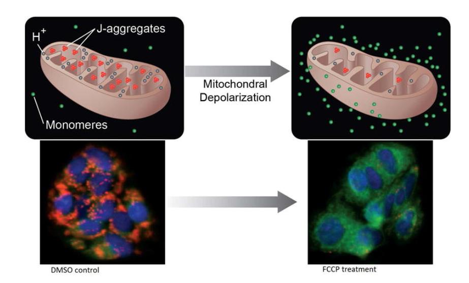 Fig. 1 Mitochondrial membrane potential assay principle.