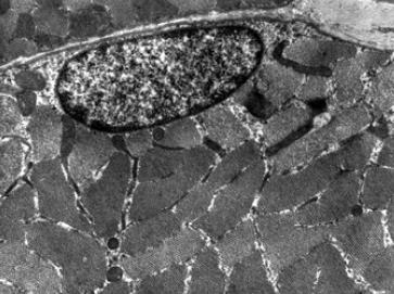 Mitochondrial Phenotype Analysis