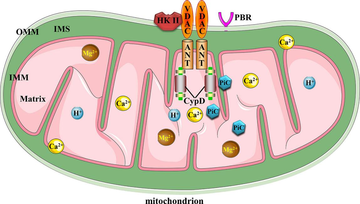 Fig. 1 Canonical mitochondrial MPTP molecular structure.