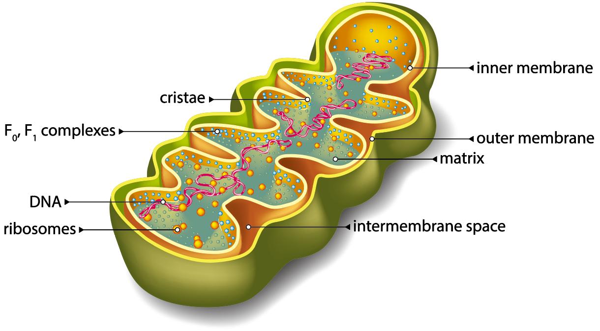 Mitochondrial Protein Sample Extraction Method