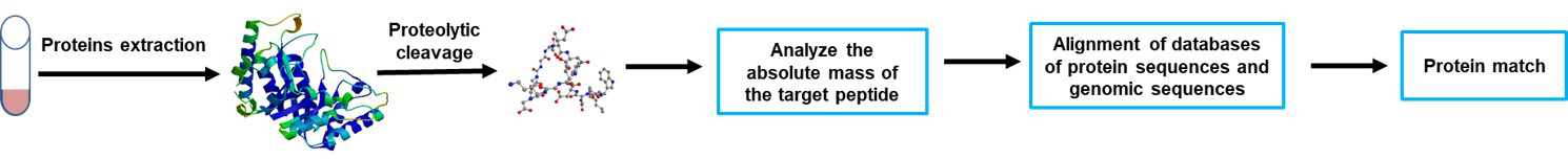 peptide mass fingerprinting protein identification service