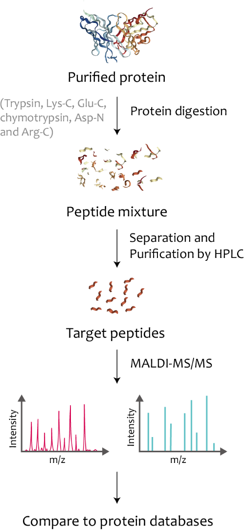 Shotgun protein identification workflow