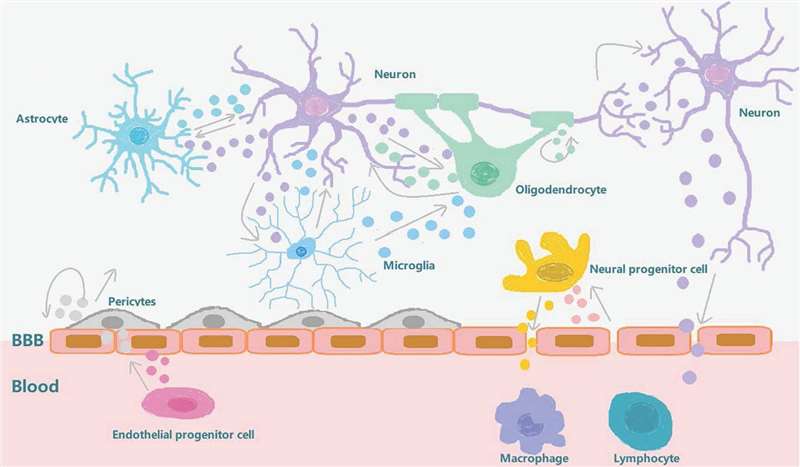 Fig. 1 Exosome involvement in brain reconstruction after stroke.