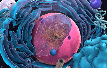 Endoplasmic Reticulum Analysis Service