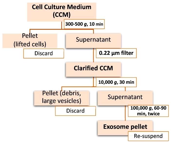 Comparison and Selection of Exosome Analysis Techniques