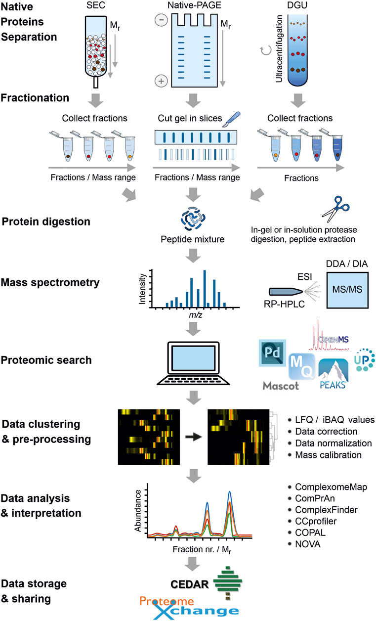 Overall workflow of complexome profiling