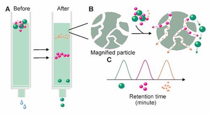 Size-exclusion chromatography