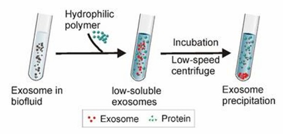 Polymer precipitation