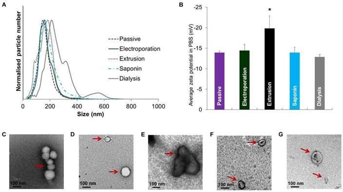 Size distribution, zeta potential and morphology of EVs after drug loading with various methods