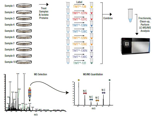 iTRAQ/TMT, Label Free, DIA, DDA in Proteomic