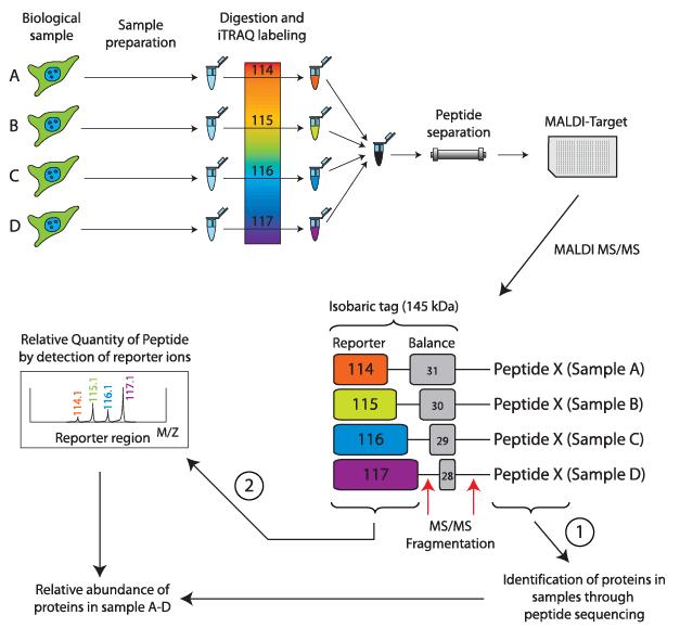Basic principle of the iTRAQ labeling technology