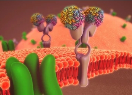 Membrane Proteomics in Cell Communication