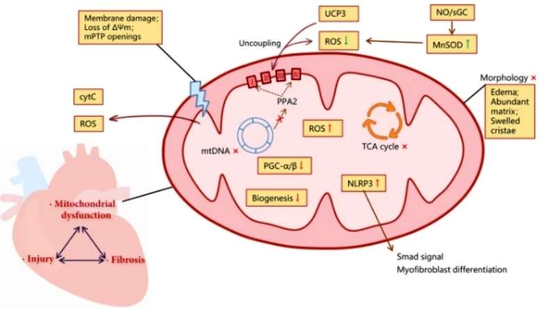 Mitochondria and Health