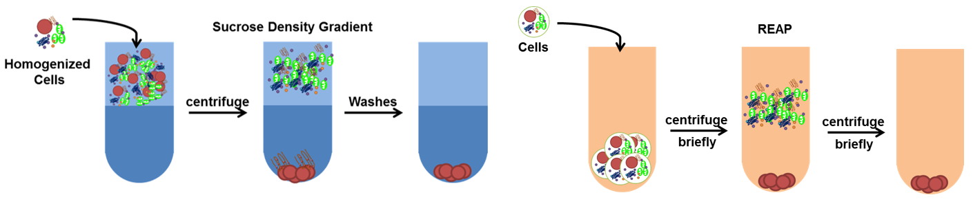 Nucleus Isolation and Nuclear Protein Purification Service