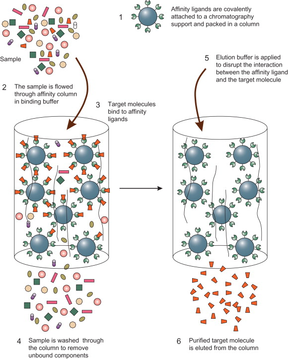 Plasma Membrane and Membrane Protein Extraction