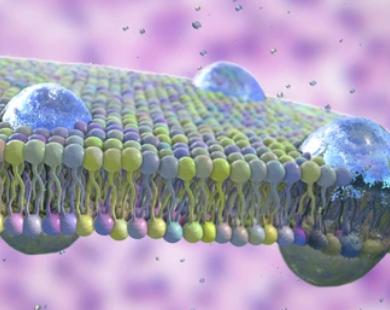 Technological Breakthrough: Membrane Proteomics to Analyze Cell Membrane Signal Transduction