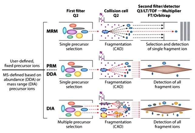 A schematic of how peptides are isolated, fragmented, and analyzed