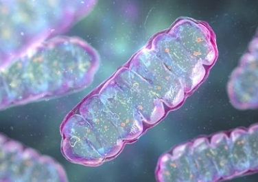 The Role of Mitochondria in Aging: Unraveling Mechanisms of Cellular Senescence