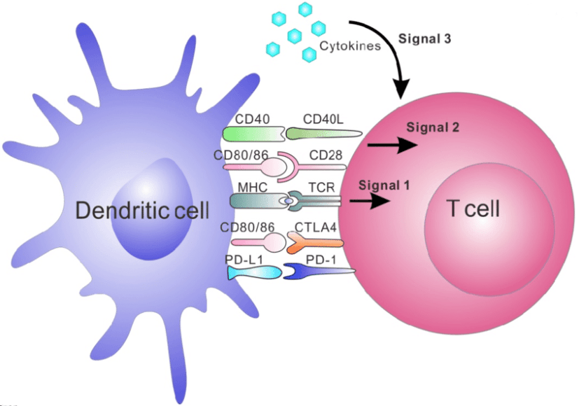 Tumor Cell Proliferation Assay