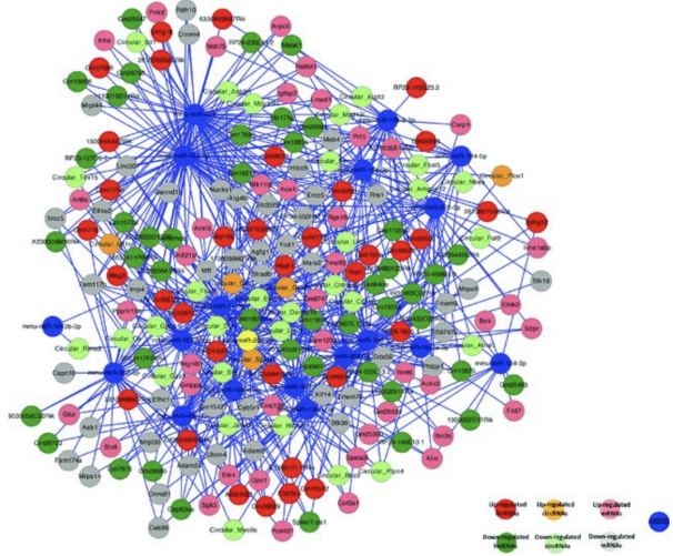 Correlation Analysis of expression and Regulation of ceRNA