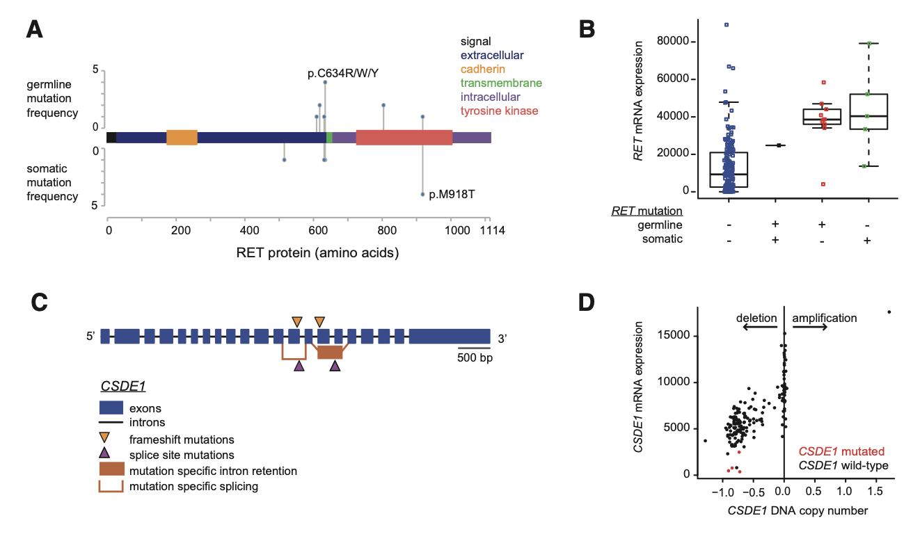 Multi-omics integration reveals molecular characteristics and molecular typing of neuroendocrine tumors