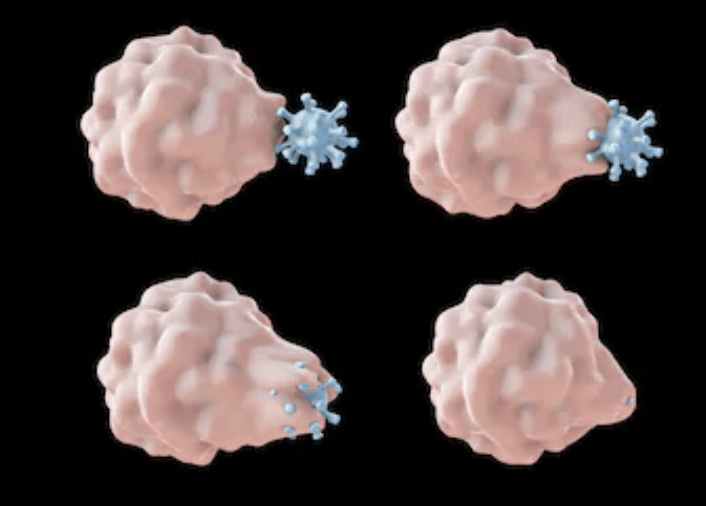 Phagocytosis, Endocytosis, Receptor Internalization