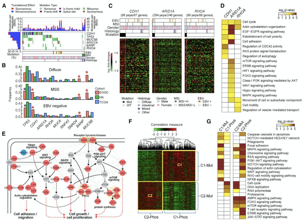 Proteogenomic Analysis of Nonsynonymous Somatic SNVs.