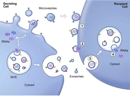 Research Program of Tumor Exocrine