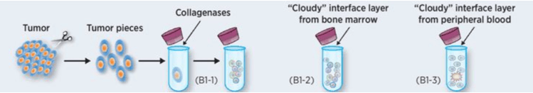 Research Scheme Related to Tumor Single Cell