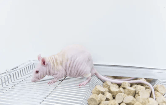 Tumor Animal Models