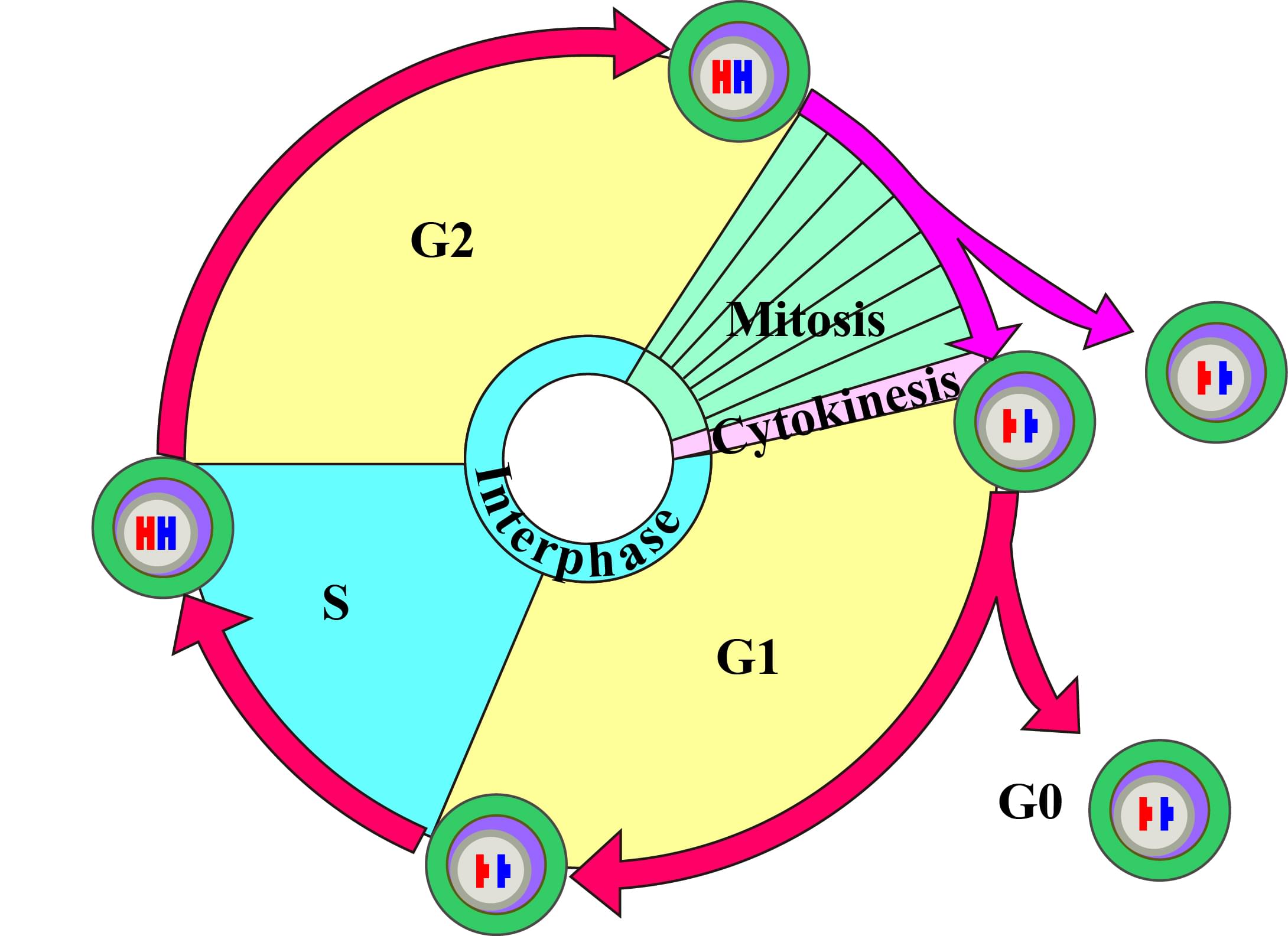 Tumor Target Metabolic Flux Research