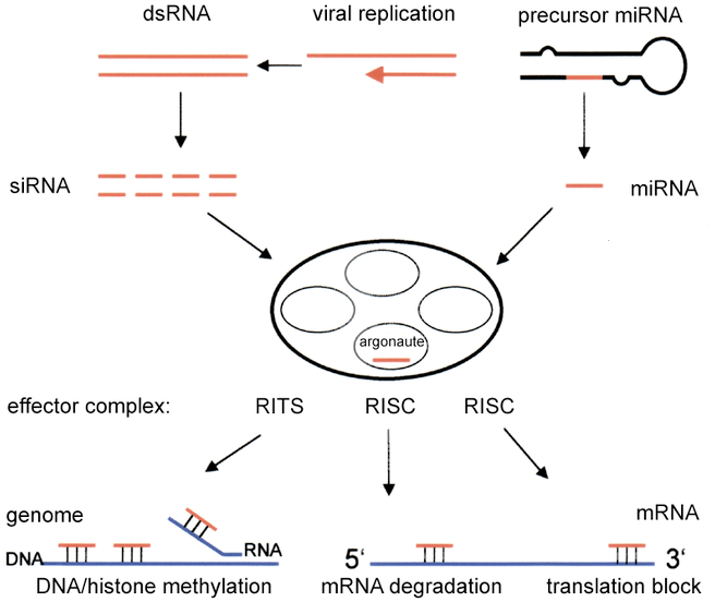 Tumor Gene Silencing Research