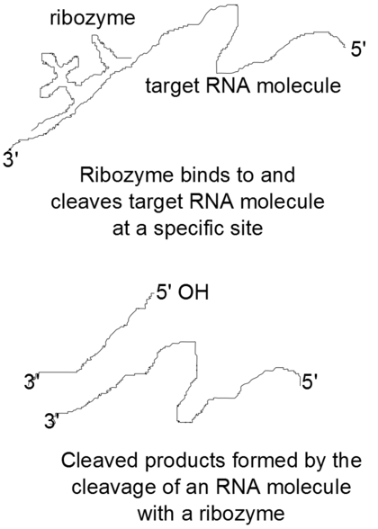 Tumor Gene Silencing Research