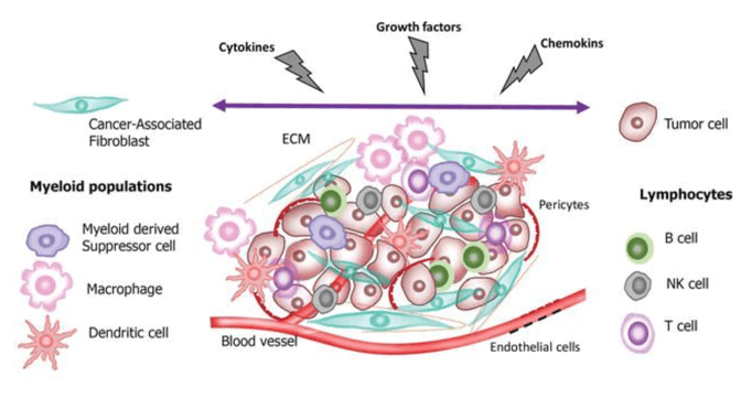 Tumor Microenvironment