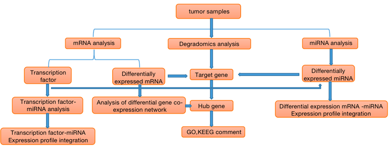 Correlation Analysis of miRNA, mRNA and Degradomics