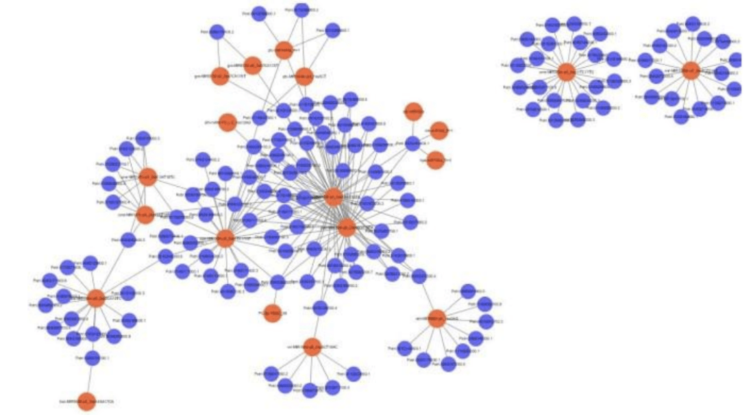 Correlation Analysis of miRNA, mRNA and Degradomics