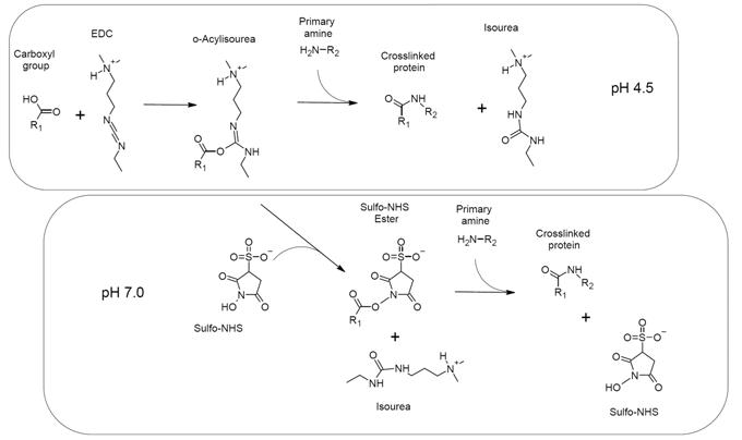 Carbodiimide Crosslinker Chemistry: EDC and DCC