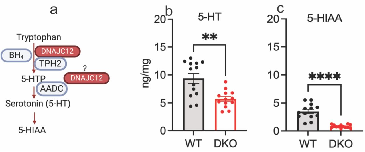 Reduced levels of striatal serotonin (5-HT) and its metabolite in 3-month-old DKO mice.