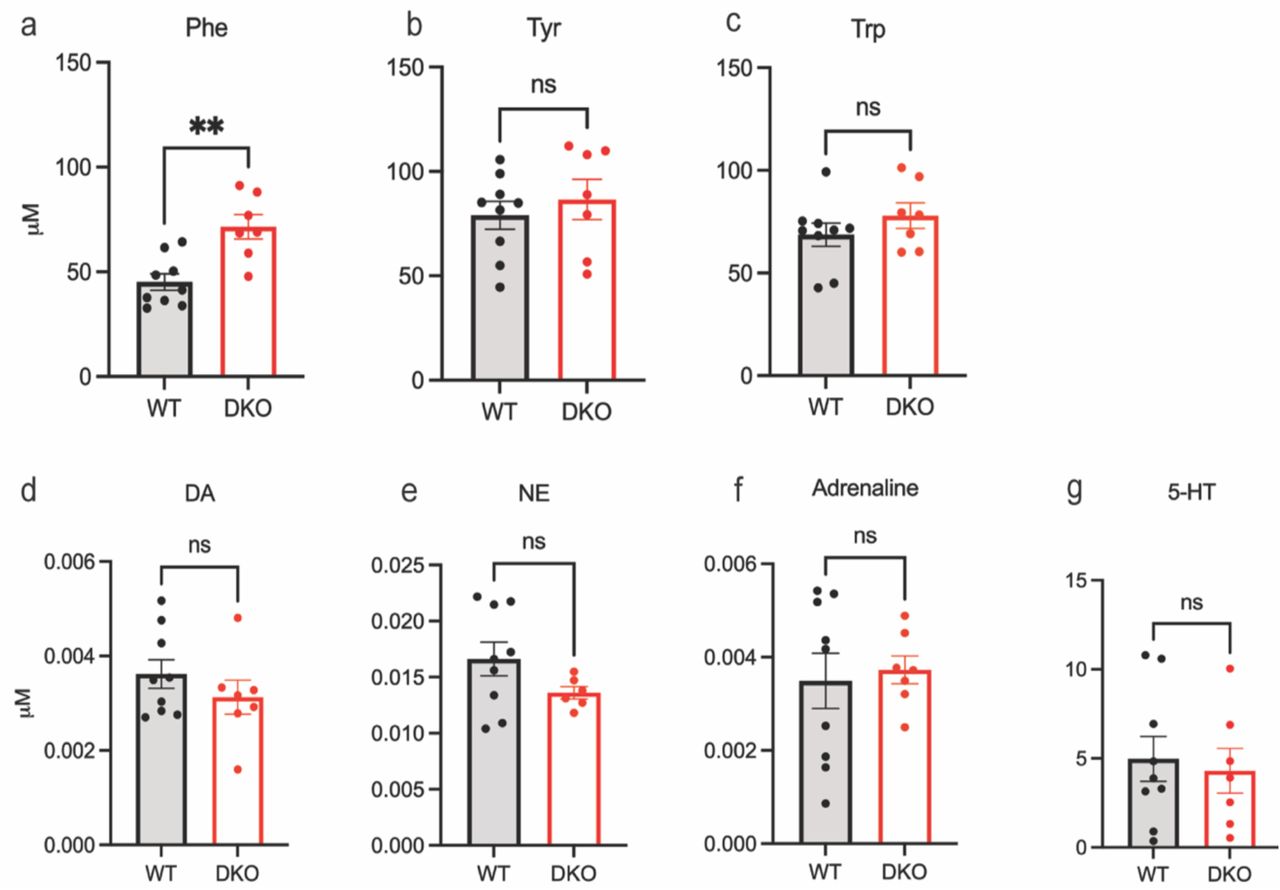 Dnajc12 knockout recapitulates hyperphenylalaninemia as exemplified in human patients with similar pathogenic variants, but doesn't alter plasma biogenic amines.