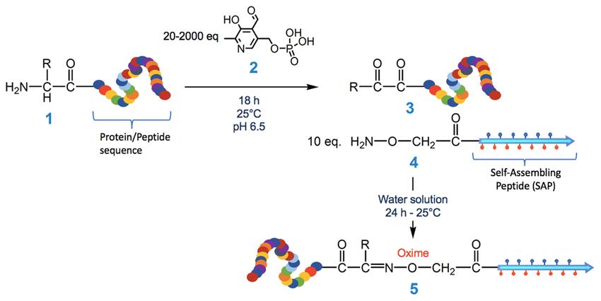 Chemoselective Ligation Applications and Mechanisms