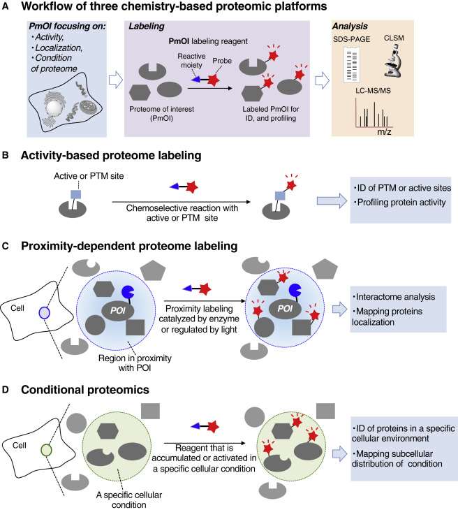 Overview of Protein Labeling