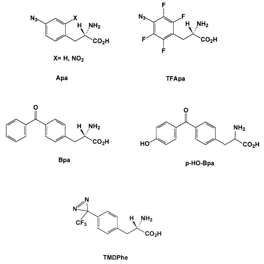 Photoreactive Amino Acids: Mechanisms, Synthesis, Applications, Detection and Challenges