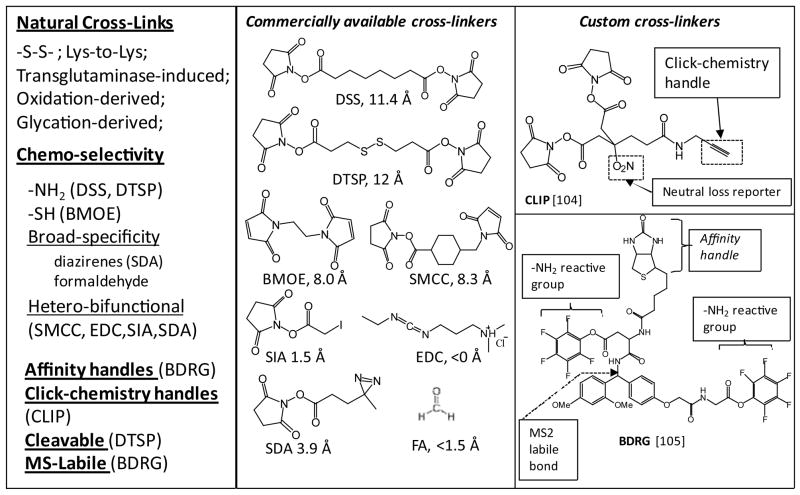 Cross-linking reagents commonly used in PPI studies