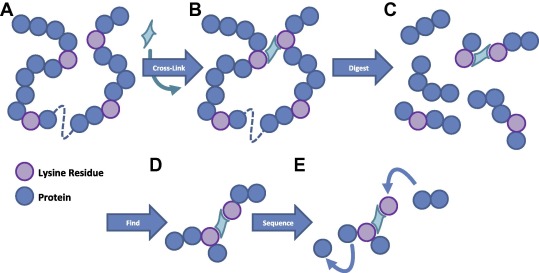 Protein Crosslinking Reagents and Application