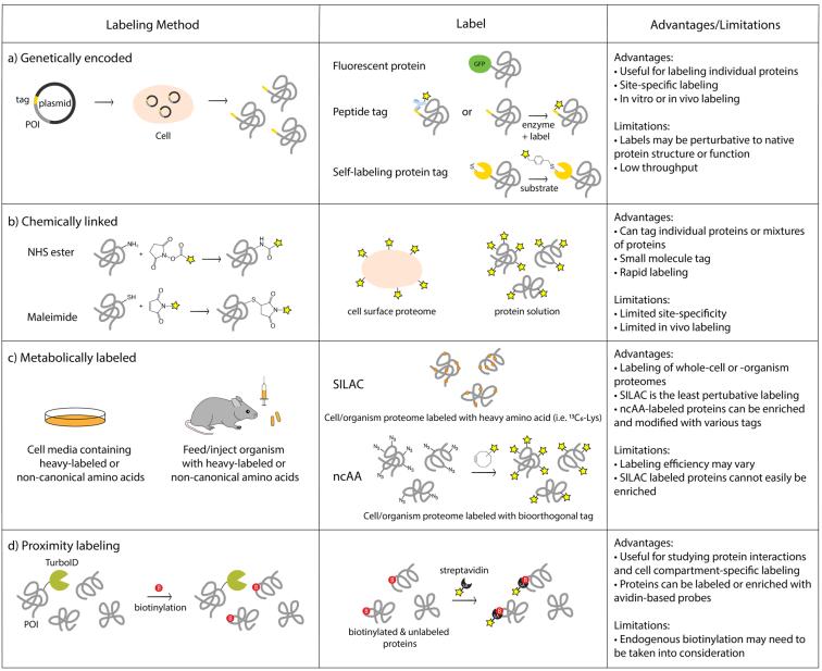 Protein Labeling: Methods and Mechanisms