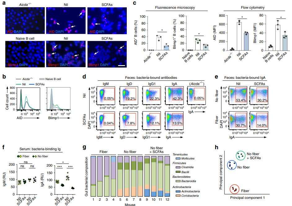 Effects of dietary fibers and SCFAs on AID and Blimp1 expression, antibody responses to bacteria, and gut microbiota composition