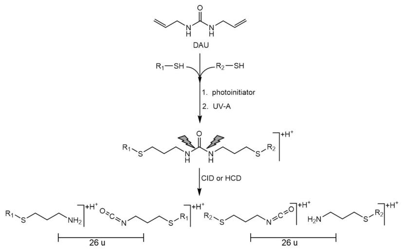 Reactivity of the DAU cross-linker with thiol groups, i.e., cysteine residues in proteins