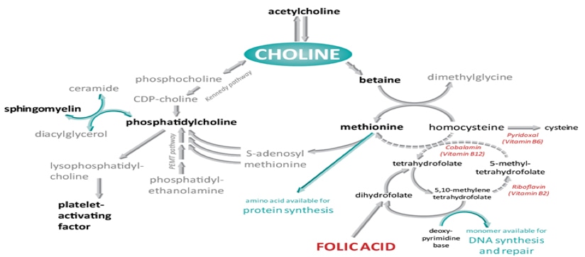 Choline metabolism