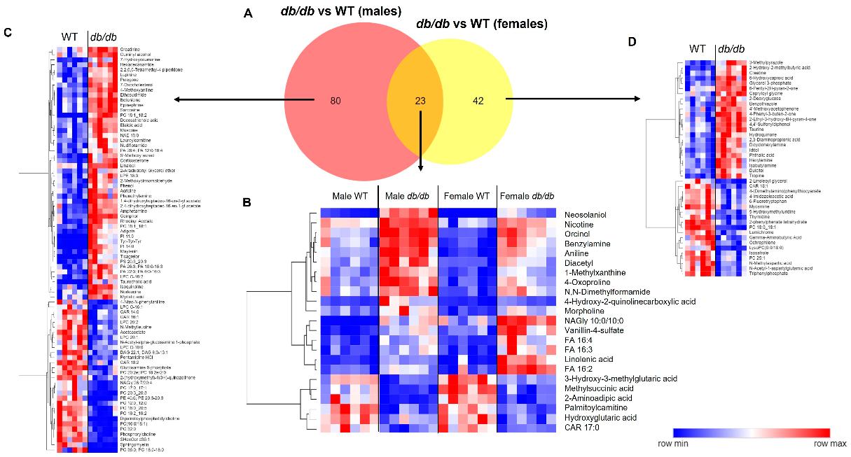 Comparison of the brain metabolic response to T2DM in male and female mice. (A) Venn diagram comparison of significant metabolites in T2DM db/db vs. control WT male and female mice.