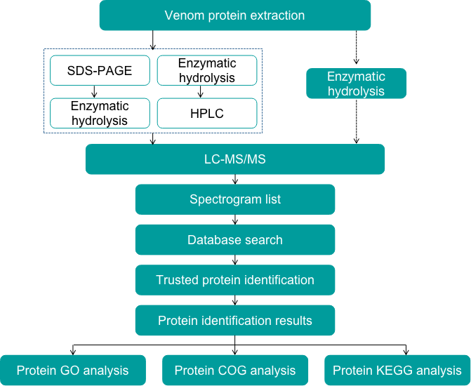 Venom protein identification and analysis pipeline - Creative Proteomics.